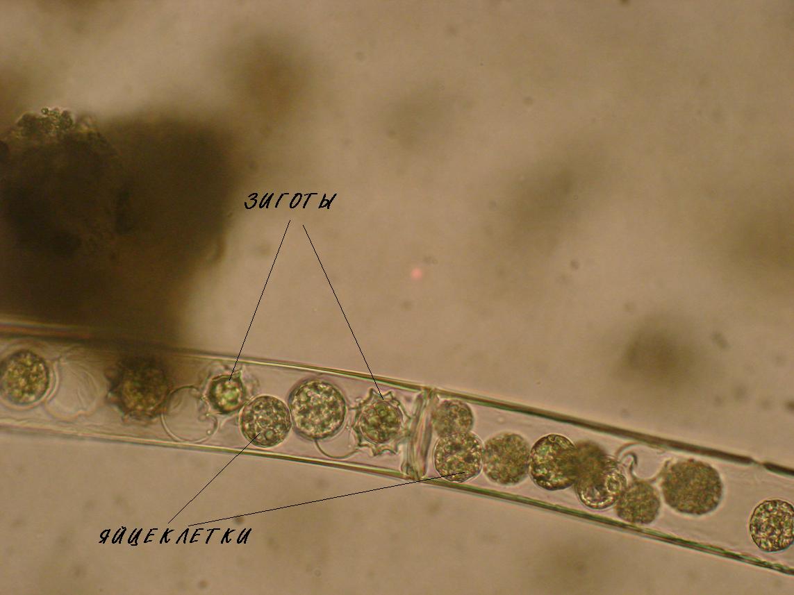 Представитель Семейства Sphaeropleaceae